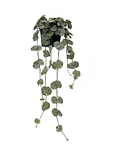Церопегия Вуда слабая - Ceropegia woodii ssp woodii Marlies D15 H45