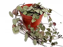 Церопегия Вуда слабая - Ceropegia woodii ssp woodii D12 H25