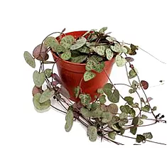 Церопегия Вуда слабая - Ceropegia woodii ssp woodii D12 H25