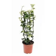Церопегия Сандерсона - Ceropegia Sandersonii D12 H55