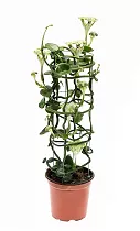 Церопегия Сандерсона - Ceropegia Sandersonii D12 H55