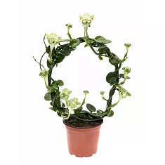 Церопегия Сандерсона - Ceropegia Sandersonii Hoop D12 H45