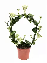 Церопегия Сандерсона - Ceropegia Sandersonii Hoop D12 H45
