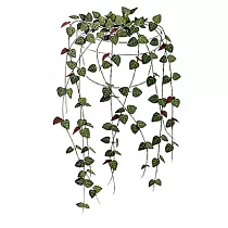 Церопегия Вуда - Ceropegia Woodii D12 H30