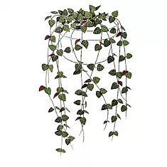 Церопегия Вуда - Ceropegia Woodii D12 H30