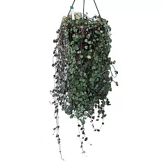 Церопегия Вуда - Ceropegia Woodii D18 H65