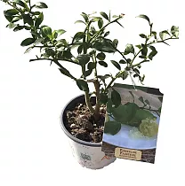 Фингерлайм - Fingerlime Faustrime D14 H40