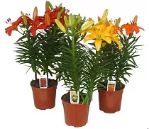 Лилия в горшке Азиатская микс - Lilium Az Tiny Bee D12 H40