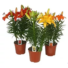 Лилия в горшке Азиатская микс - Lilium Az Tiny Bee D12 H40