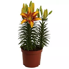 Лилия Азиатская Сенсация желтая - Lilium Az Tiny Sensation D24 H50