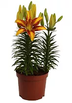 Лилия Азиатская Сенсация желтая - Lilium Az Tiny Sensation D24 H50