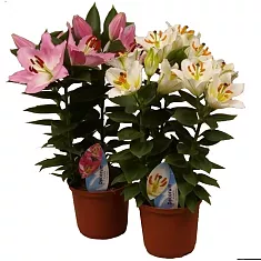 Лилия Восточная микс - Lilium D24 H70