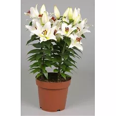Лилия Восточная белая - Lilium Or Little Rainbow  D24 H50