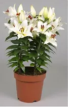 Лилия Восточная белая - Lilium Or Little Rainbow  D24 H50