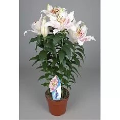 Лилия Восточная белая - Lilium Or Little Rainbow D12 H40