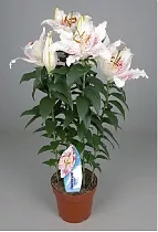 Лилия Восточная белая - Lilium Or Little Rainbow D12 H40