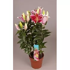 Лилия в горшке Восточная розовая - Lilium Or Souvenir D12 H45