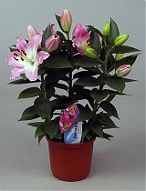 Лилия Восточная  розовая - Lilium Or Souvenir D20 H55
