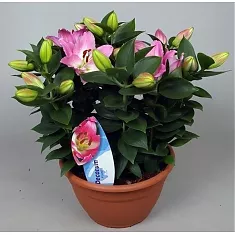 Лилия Восточная  розовая - Lilium Or Souvenir D36 H62