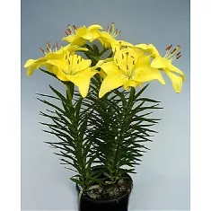 Лилия в горшке Азиатская желтая - Lilium Az Tiny Bee D12 H45