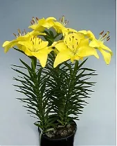 Лилия в горшке Азиатская желтая - Lilium Az Tiny Bee D12 H45