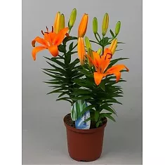 Лилия Азиатская оранжавая - Lilium Az Orange Matrix D20 H70