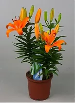Лилия Азиатская оранжавая - Lilium Az Orange Matrix D20 H70