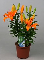 Лилия Азиатская оранжавая - Lilium Az Orange Matrix D20 H70