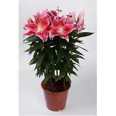 Лилия Азиатская розовая - Lilium Az Pink D20 H40