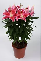 Лилия Азиатская розовая - Lilium Az Pink D20 H40