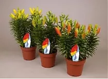 Лилия Азиатская микс - Lilium Az d12 H40