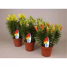 Лилия Азиатская микс - Lilium Az d12 H40