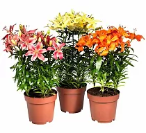 Лилия микс - Lilium Az Orange Matrix mix D24 H45