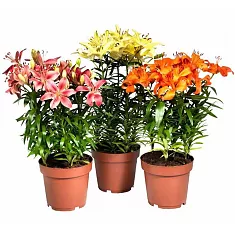 Лилия микс - Lilium Az Orange Matrix mix D24 H45