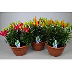 Лилия микс - Lilium Az D30 H55