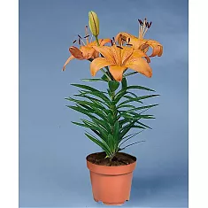 Лилия Азиатская оранжавая - Lilium Az Orange Matrix D12 H35