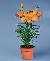 Лилия Азиатская оранжавая - Lilium Az Orange Matrix D12 H35