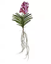 Ванда подвесная - Vanda Exceptional H80