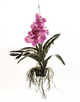 Ванда Сандариана Пинк - Vanda Sunanda Pink Sprinkles H70