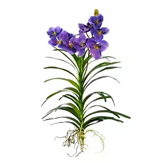 Ванда подвесная - Vanda Exceptional H80