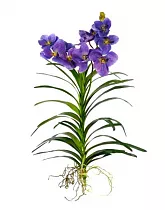 Ванда подвесная - Vanda Exceptional H80