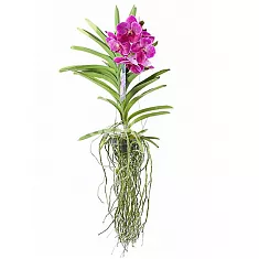 Ванда Сандариана - Vanda Sunanda Magenta Glitter H60