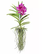 Ванда Сандариана - Vanda Sunanda Magenta Glitter H60