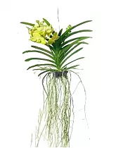 Ванда Наташа Хоней - Vanda Natcha Honey Drops H70