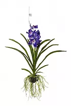Ванда Нью Блю - Vanda New Blue H60