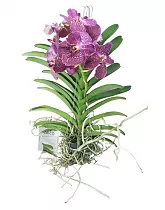 Ванда Сунанда Кримсон - Vanda Sunanda Crimson Red H90