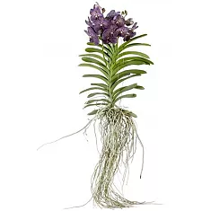 Ванда подвесная - Vanda Exceptional H80
