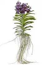 Ванда подвесная - Vanda Exceptional H80
