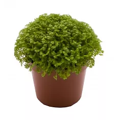 Селагинелла безножковая - Selaginella apoda D9 H15