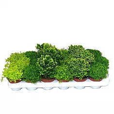 Селагинелла микс - Selaginella mix D12 H20